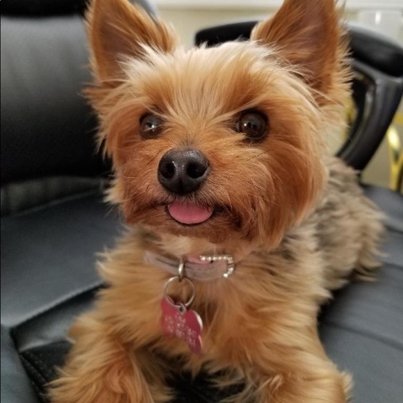 Meet your Posher, Susan - Picture 1 of 1